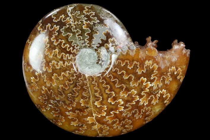 Polished, Agatized Ammonite (Cleoniceras) - Madagascar #97313
